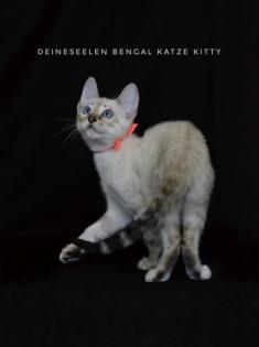 Bengal Katze Kitty 13 Wochen alt Abgabebereit