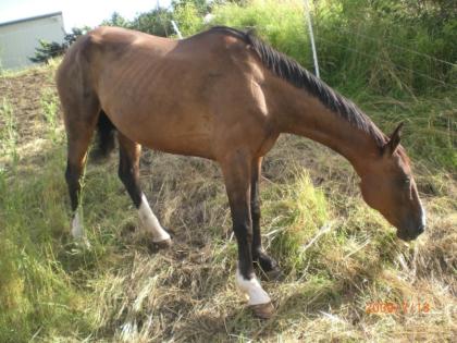 Hübsche Reitpferdstute m. P. zur Zucht/Beisteller 650Euro