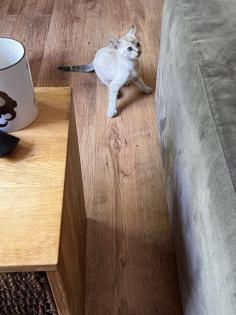 Snow Bengal, Kater mit Kratzbaum etc.