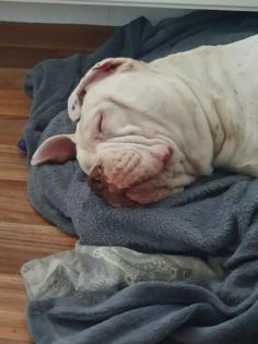 Englishbulldogge