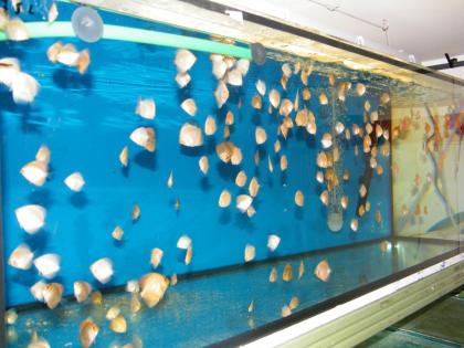 Diskusfische Grobe und auch Kleine ab 5 Euro