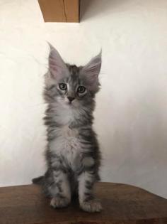 Reinrassige Maine Coon Kitten mit Stammbaum sind auf der Suche.