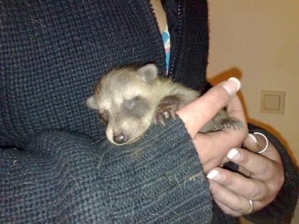 Waschbären Babys abzugeben
