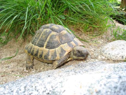 Griechische Landschildkröten THB, adult, verschiedene Jahrgänge