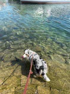 Liebevolles zu Hause Australian Shepherd 3 Jahre