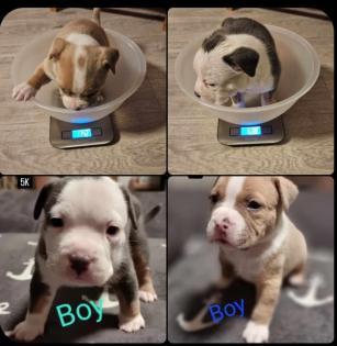 American Bully Pocket