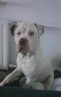 Englishbulldogge