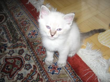 Ragdoll Kitten
