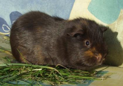 Meerschweinchen aus Hobbyzucht