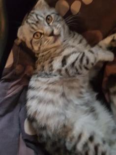 Bkh Kater silver black tabby whiskas