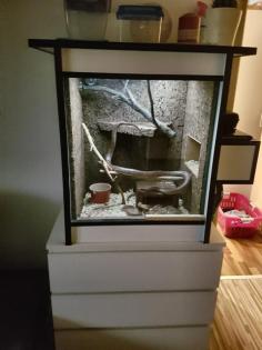 2 Kornnattern ca. 12 Jahre mit Terrarium