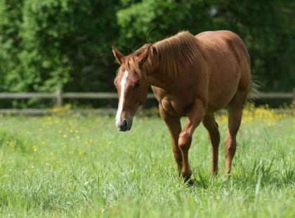Quarter Horse Hengst IN LIKE FLINN