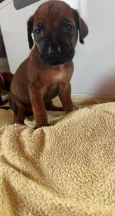 Rhodesian Ridgeback welpen