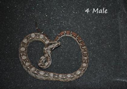 Bci Tarahumara/Mexico Zwergboa 05/21