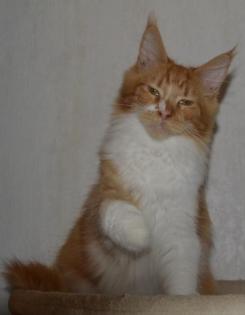 Maine Coon Youngster in red tabby w white mit Stammbaum