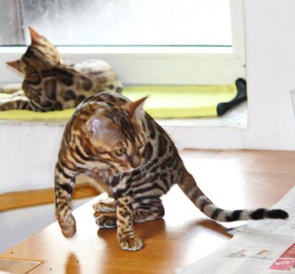 Bengall Katze Benjamin super Charakter