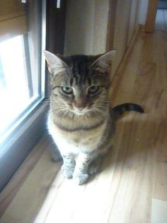 Liebes Katzenmädchen