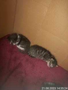 Katzen Babys