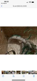 Grüne Wasseragame weibchen 0. 1