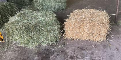 Stroh und Heu in HD Ballen Pferde/ Kaninchen / Meerschweinchen