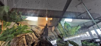 Terrarium mit Unterschrank und 3 leopardgeckos