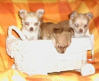 Wunderschöne Chihuahuababys suchen neues Zuhause