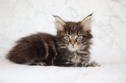 Maine Coon Kater im Wildlook sucht ab Ende August tolles Zuhause