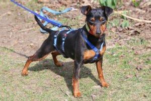 ROOSVELT - männlich 2 Jahre 27 cm 5 kg Rehpinscher Gechipt Kastriert