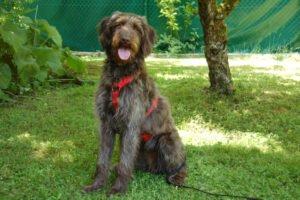Ilse - weiblich 1 Jahr 56 cm 20 kg Labradoodle Gechipt Nicht kastriert