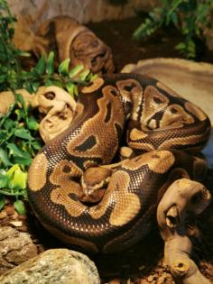 Königspython Python regius