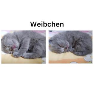 Britisch Kurzhaar Kätzchen