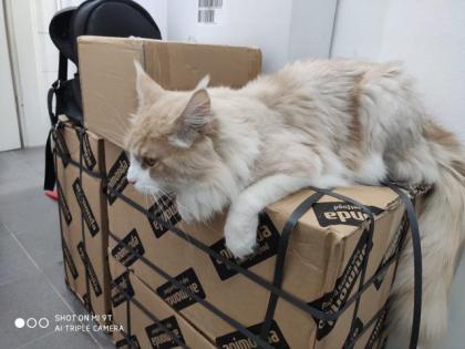 Maine Coon Deckkater mit Stammbaum Nur zum Decken