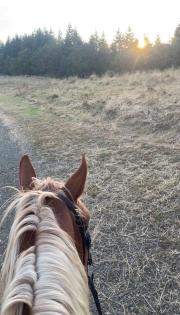 Reitbeteiligung an schwerem Warmblut
