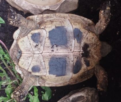 Griechische Landschildkröte weiblich aus 2014