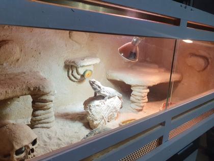 Bartagamen Mit Terrarium
