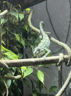 Pantherchamäleon mit Terrarium