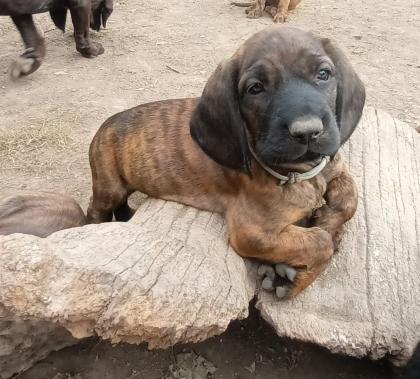 Hannoversche Schweißhunde