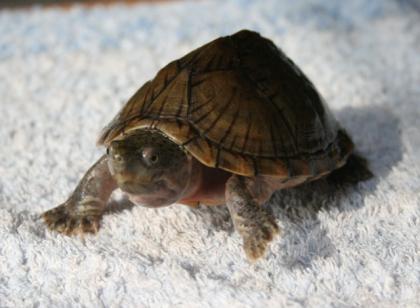 Sternotherus carinatus, Dach-Moschusschildkröte, Weibchen abzugeben.