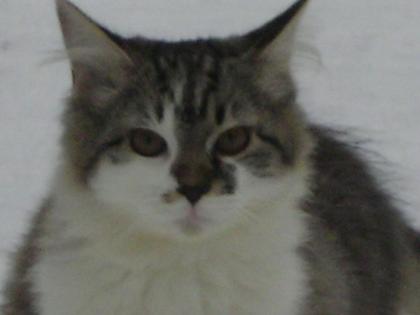Kater Solemann vermisst