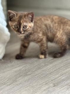 Katzen katze