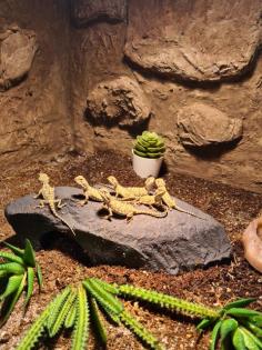 Verkaufe zwergbartagamen Pogona henrylawsoni