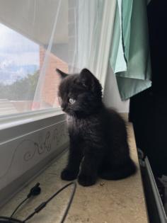 Britisch kurzhaar kitten Katze