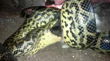 Gelbe Anacondas 1. 1 Eunectes noteus
