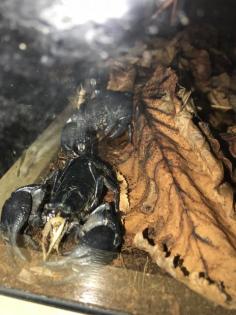 Schwarzer Thaiskorpion groß Heterometrus spinifer Skorpion