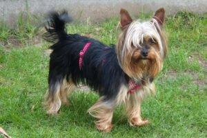 Nolly - Yorkshire-Terrier - weiblich 6 Jahre 20 cm 2 kg Gechipt Kastriert