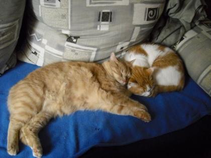 Zwei Katzen in liebevolle Hände abzugeben
