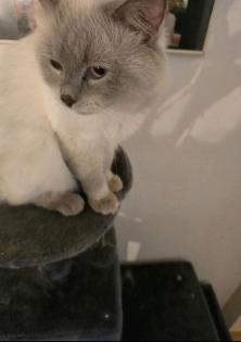 Ragdoll heilige Birma Mix