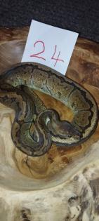 Mehrere Königspythons Regius abzugeben in Soest/Nrw
