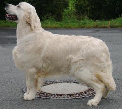 Golden Retriever Rüde