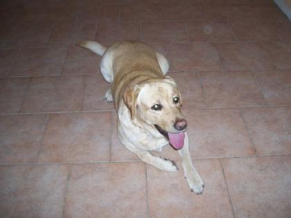 Sehr Hübscher Labrador Rüde 2 jahr alt abzugeben
